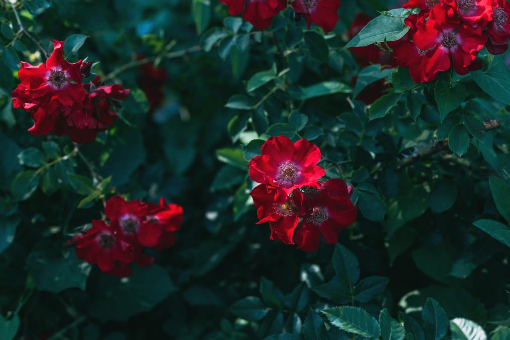 vista de cerca de flores de rosas rojas con hojas verdes
  - Foto, Imagen