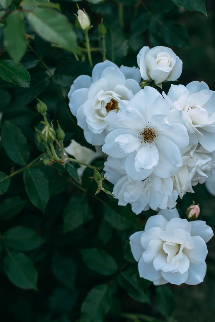 Zamknij widok białych kwiatów róż na Busha  - Zdjęcie, obraz
