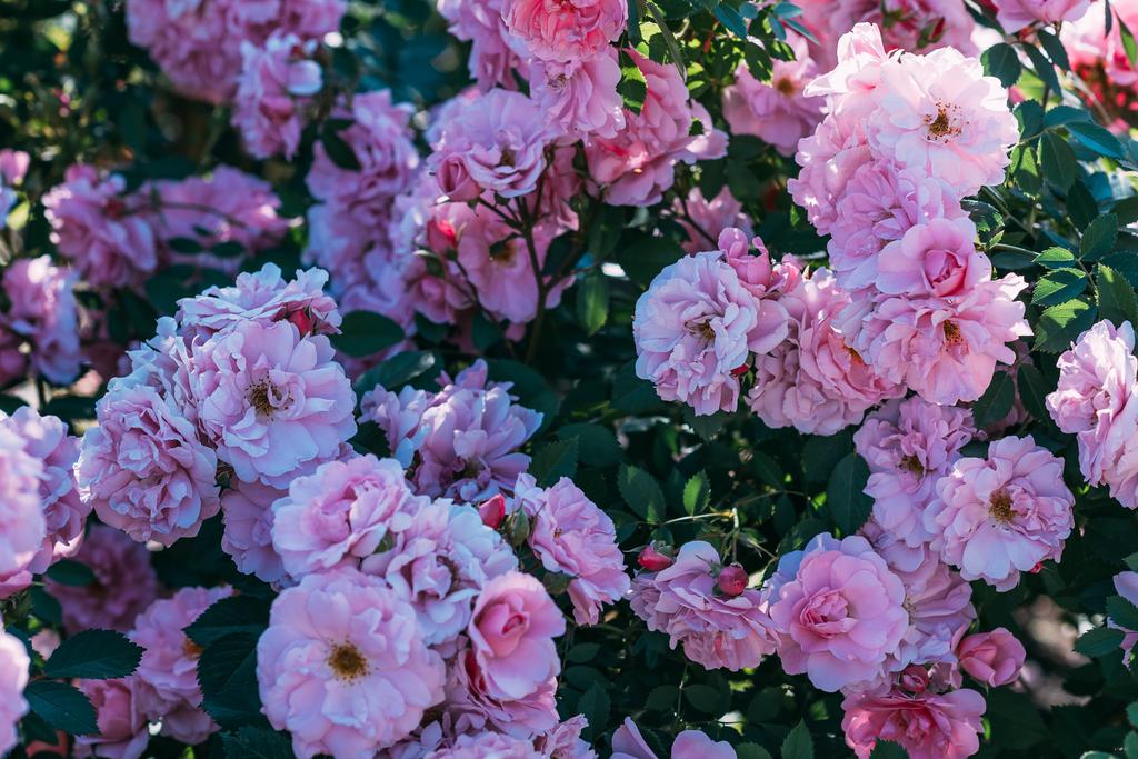 zblízka pohled na růžové růže bush - Fotografie, Obrázek