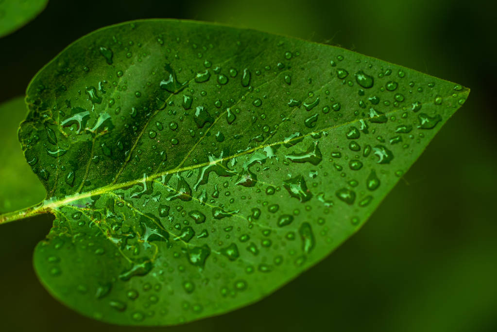 zielony liść makro - Zdjęcie, obraz