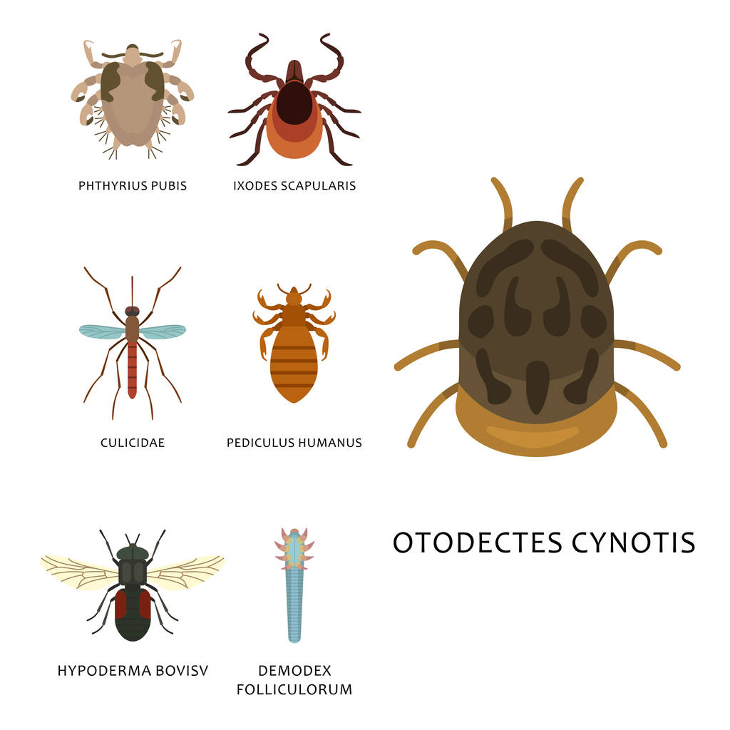 Emberi bőr paraziták vektor ház kártevők rovarok betegség élősködő rovar makró állati harapás veszélyes fertőzés gyógyszer pest illusztráció. - Vektor, kép