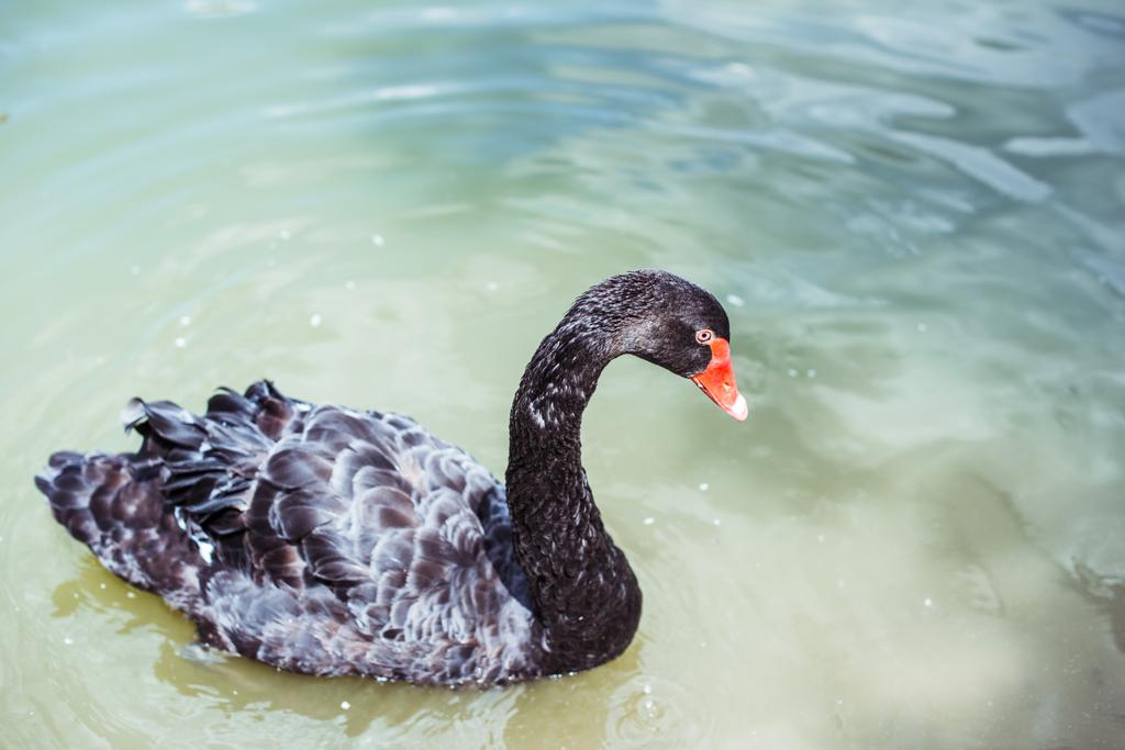 close-up shot of beautiful black swan swimming in blue pond - Photo, Image