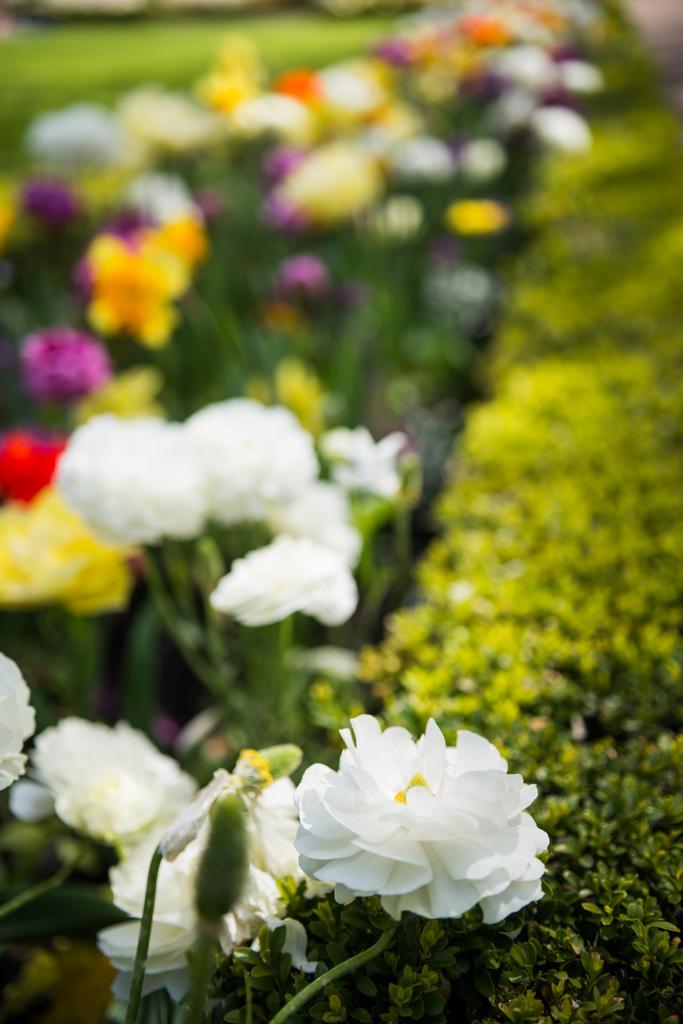 Close-up van mooie ranunculus bloemen in park - Foto, afbeelding