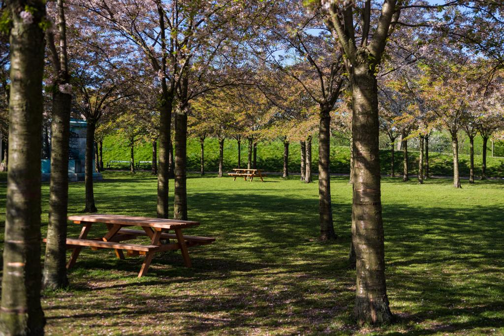 wooden tables and benches between beautiful trees in park, copenhagen, denmark - Photo, Image