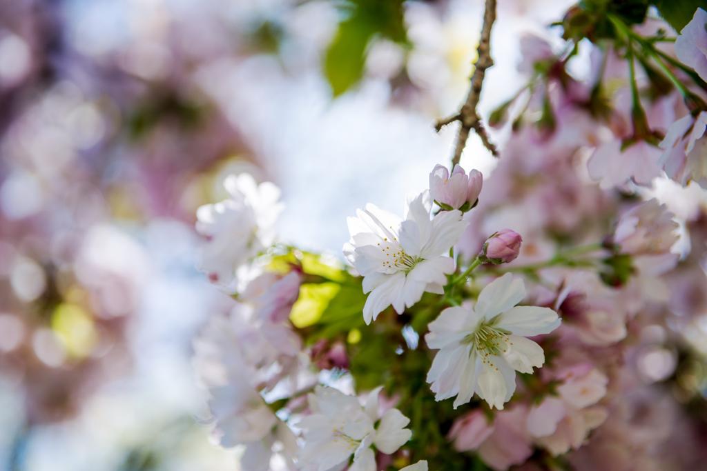 close up view of flowers on branches of cherry blossom tree  - Photo, Image