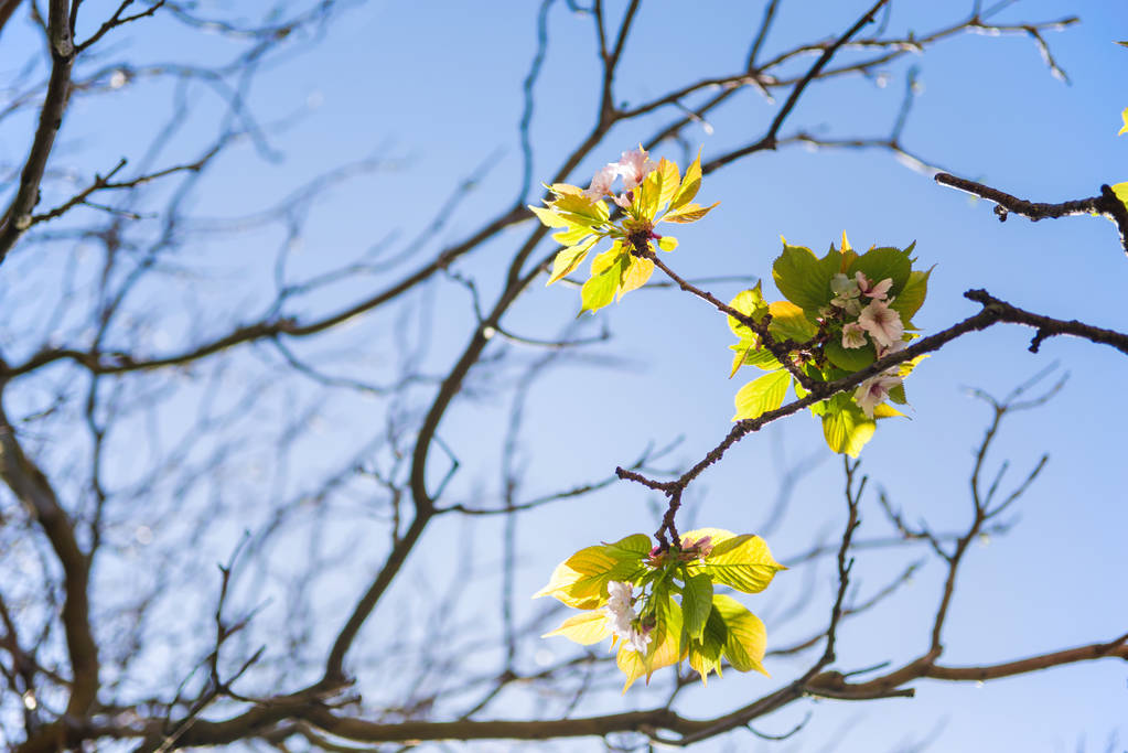 flowers on branches of tree against cloudless blue sky  - Photo, Image