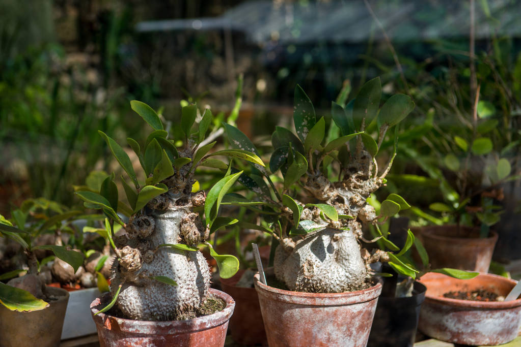 foyer sélectif des plantes d'adénium dans le jardin botanique
  - Photo, image
