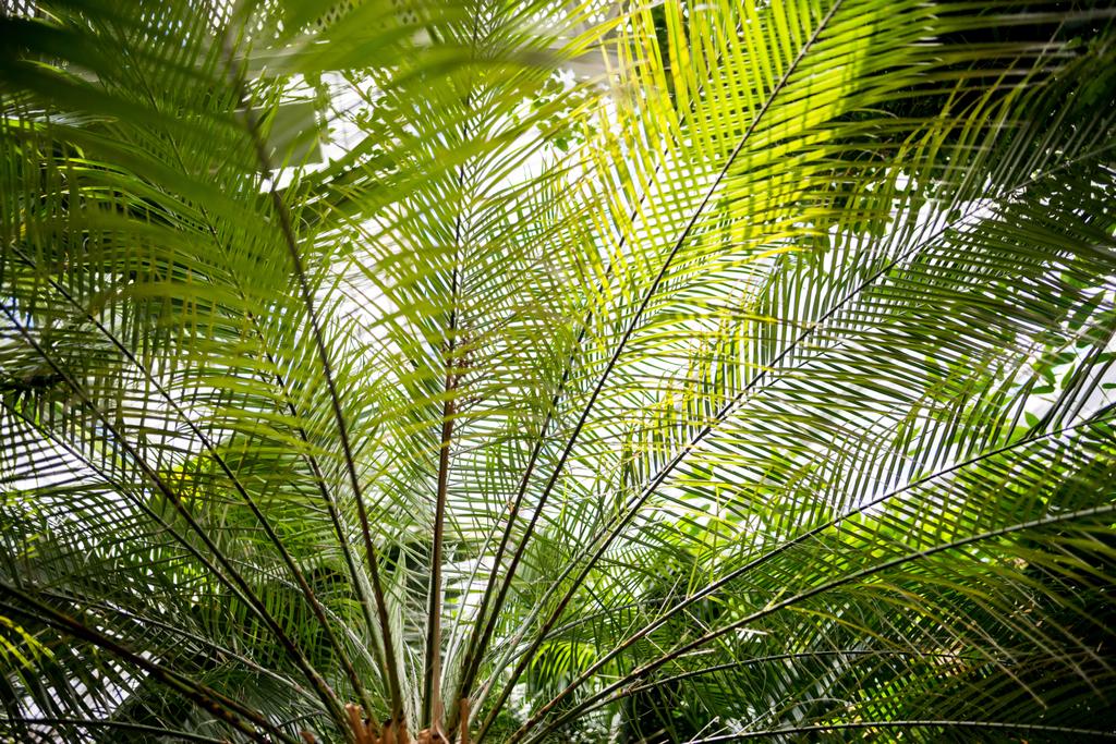 Palmový větve stromu se zelenými listy a slunečního záření  - Fotografie, Obrázek