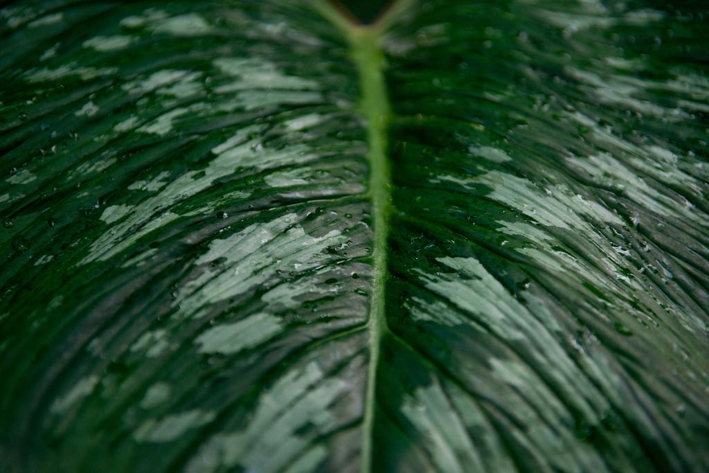 πλήρης εικόνα καρέ από ανθούριο φύλλα με νερό σταγόνες  - Φωτογραφία, εικόνα