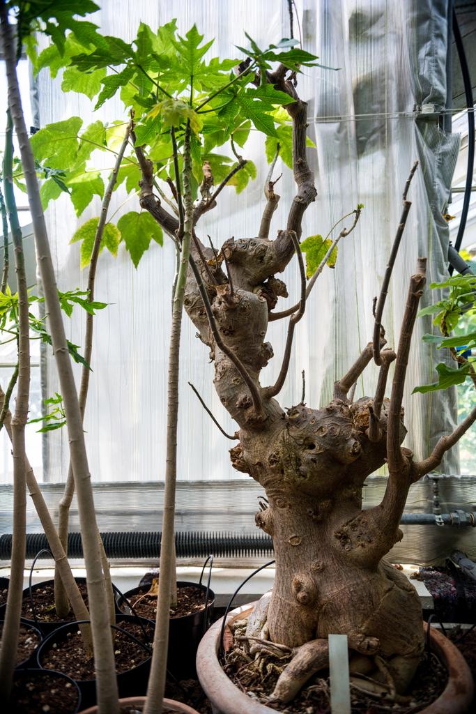 vista de perto de bonsai árvores em vasos no jardim botânico
  - Foto, Imagem