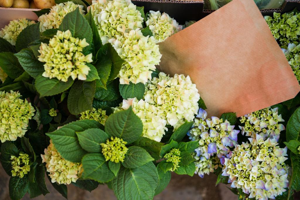 zár megjelöl kilátás hortensia virágok és zöld levelek  - Fotó, kép