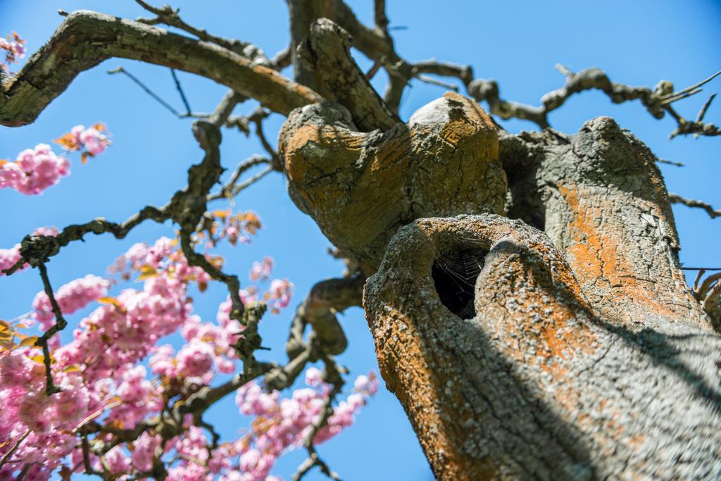 низький кут зору дерева сакури з рожевими квітами на гілках на тлі безхмарного блакитного неба
 - Фото, зображення