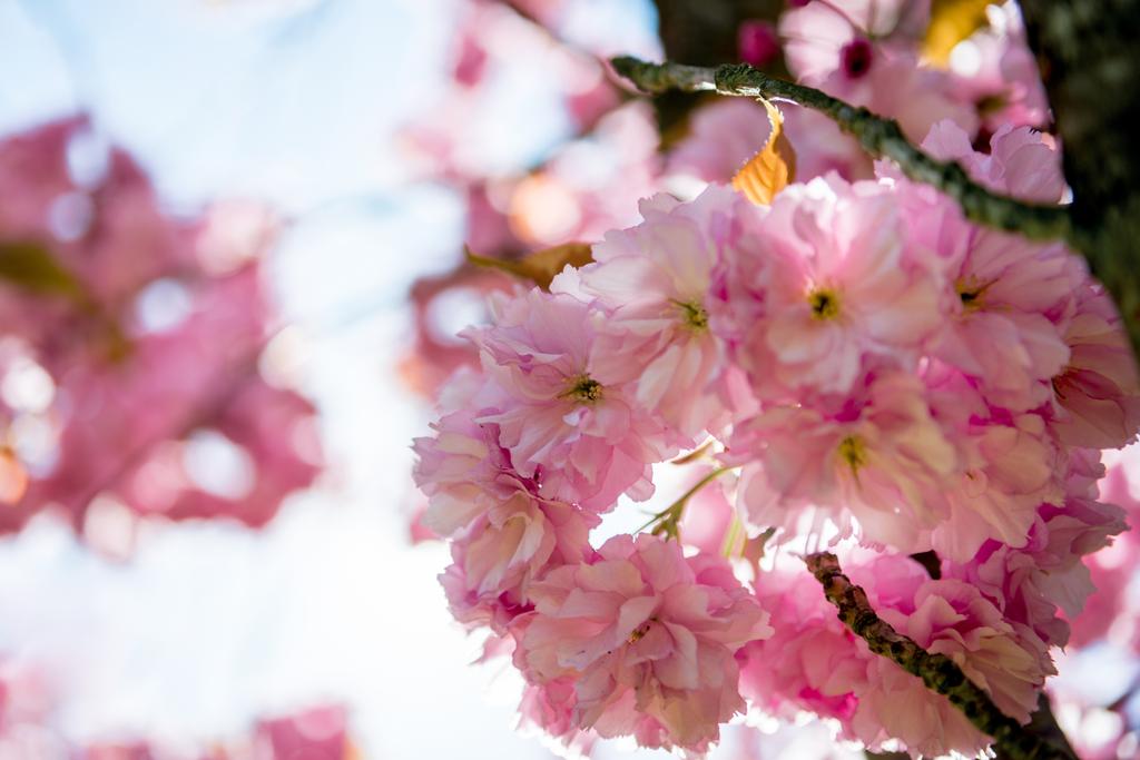 vista de perto de flores cor-de-rosa em ramos de árvore de flor de cereja
  - Foto, Imagem