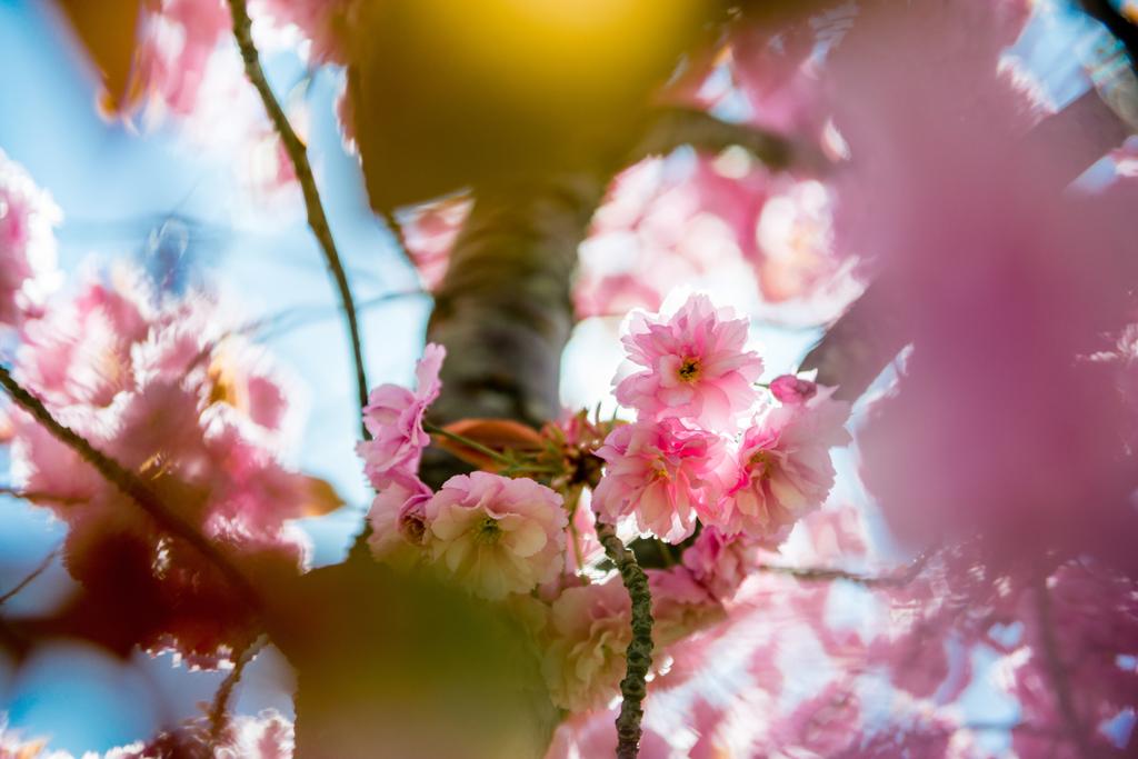 selectieve aandacht voor roze bloemen op de takken van bomen van de kersenbloesem  - Foto, afbeelding
