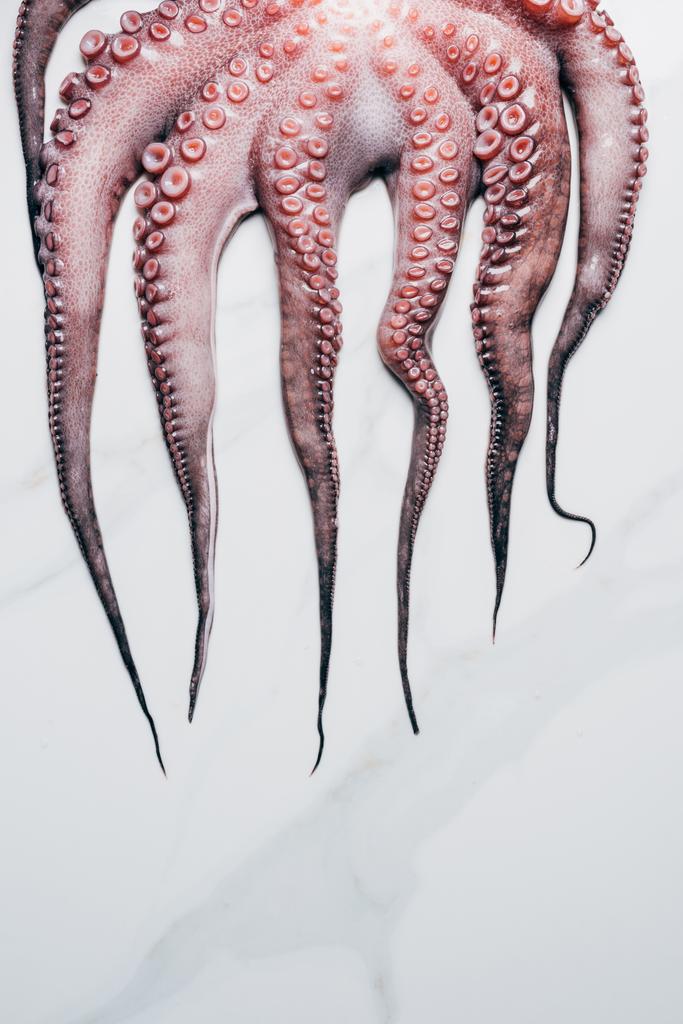 Tentakel großer roher Kraken auf heller Marmoroberfläche - Foto, Bild