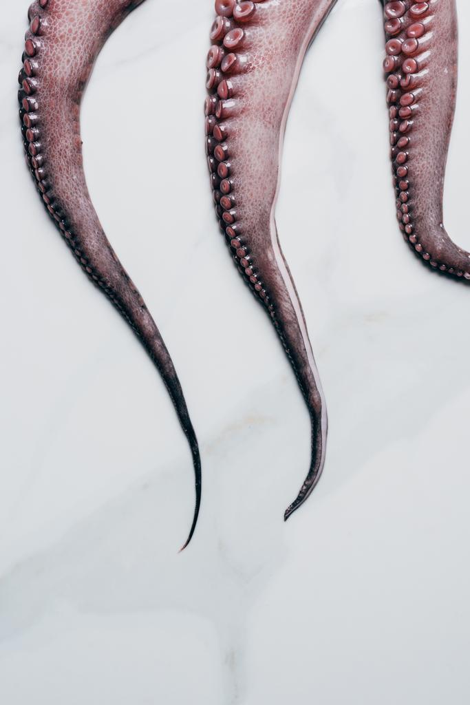 верхний вид осьминога с щупальцами на поверхности светлого мрамора
 - Фото, изображение
