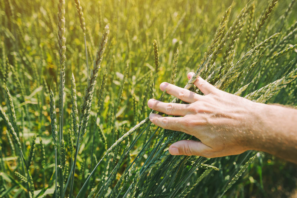Farmer examining spelt wheat crop development in cultivated field, close up of hand - Photo, Image