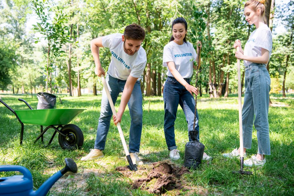 緑豊かな公園でシャベルで一緒に木を植えるボランティア - 写真・画像