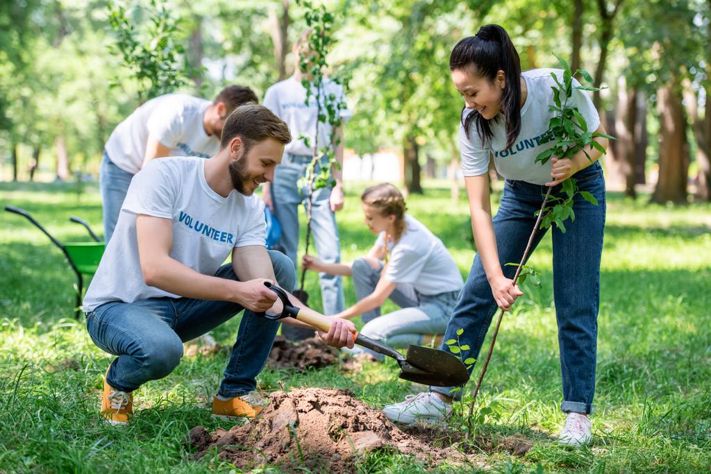 молодые волонтеры вместе сажают деревья в зеленом парке
 - Фото, изображение