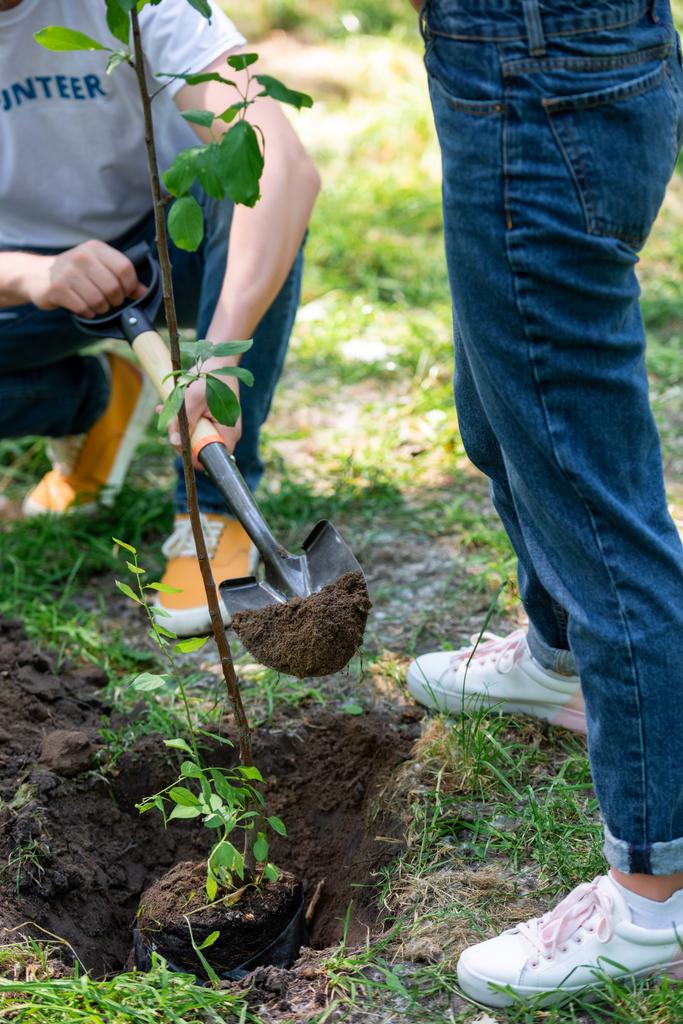 cropped view of couple planting tree with shovel - Photo, Image