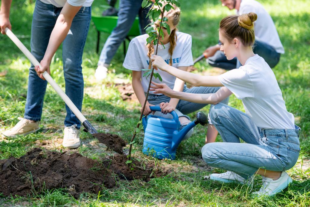jovens voluntários plantando novas árvores no parque
  - Foto, Imagem