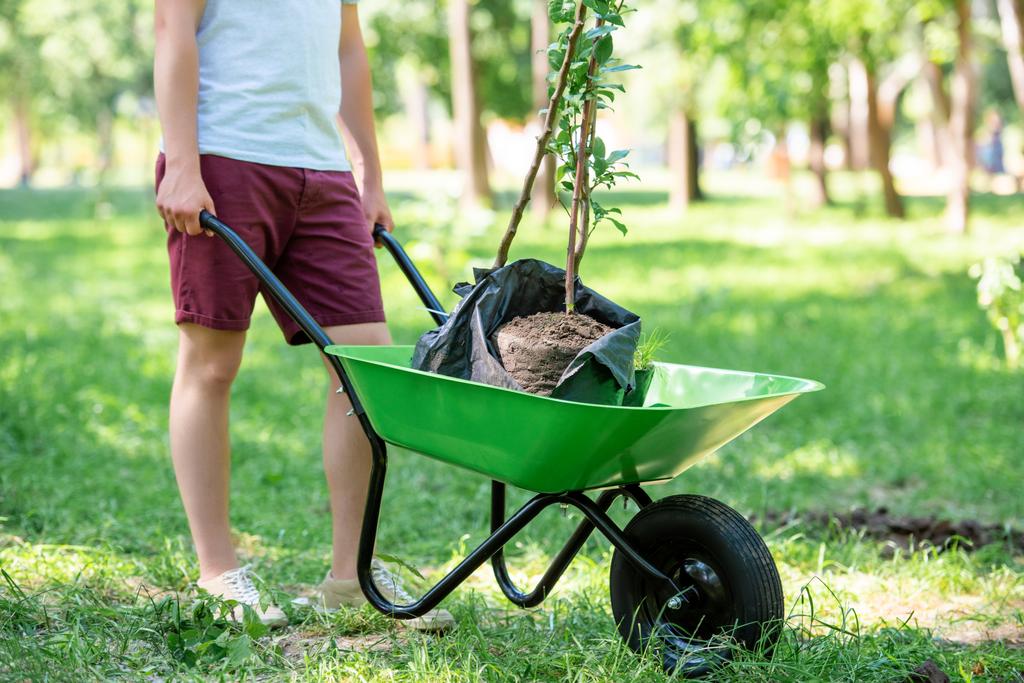 cropped view of man with new trees in wheelbarrow - Photo, Image