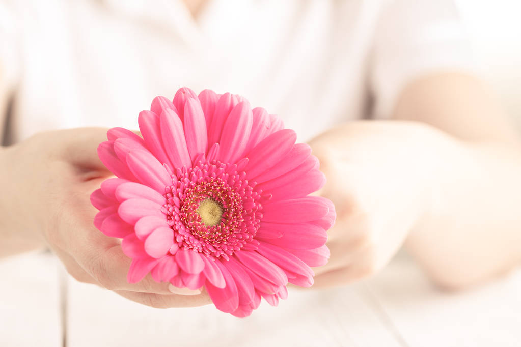 白い背景の上の手で女性のホールドのピンクの花ガーベラ - 写真・画像