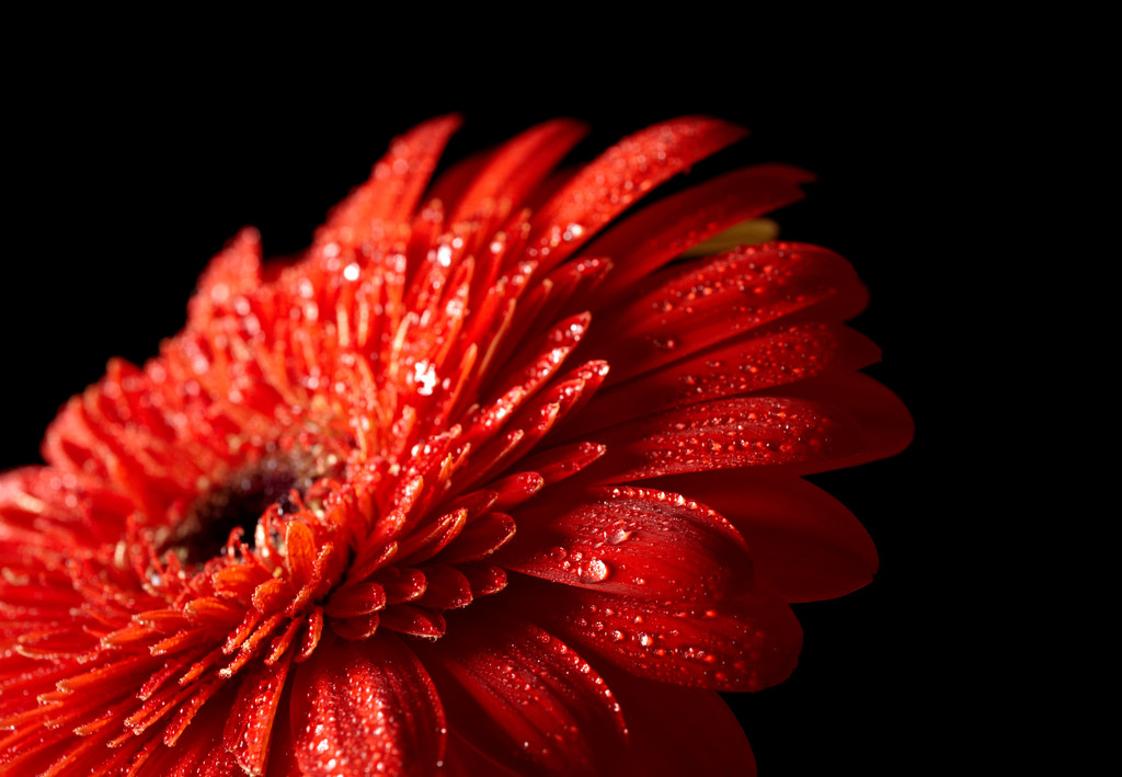 Червона ромашка-гербера на чорному тлі
 - Фото, зображення