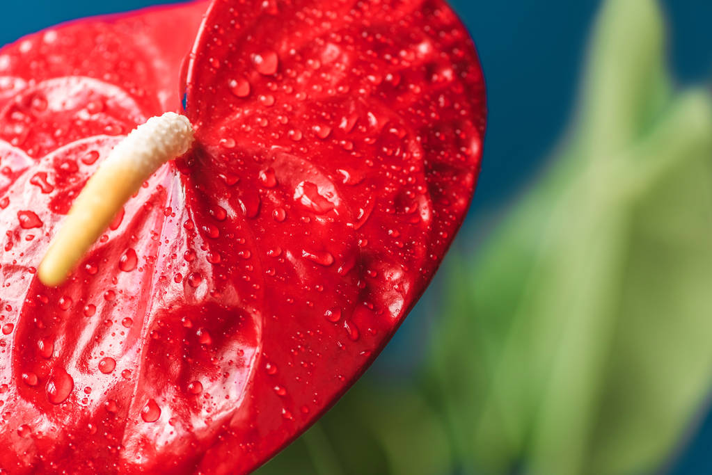 close up shot of red anthurium and leaves on blurred background  - Photo, Image