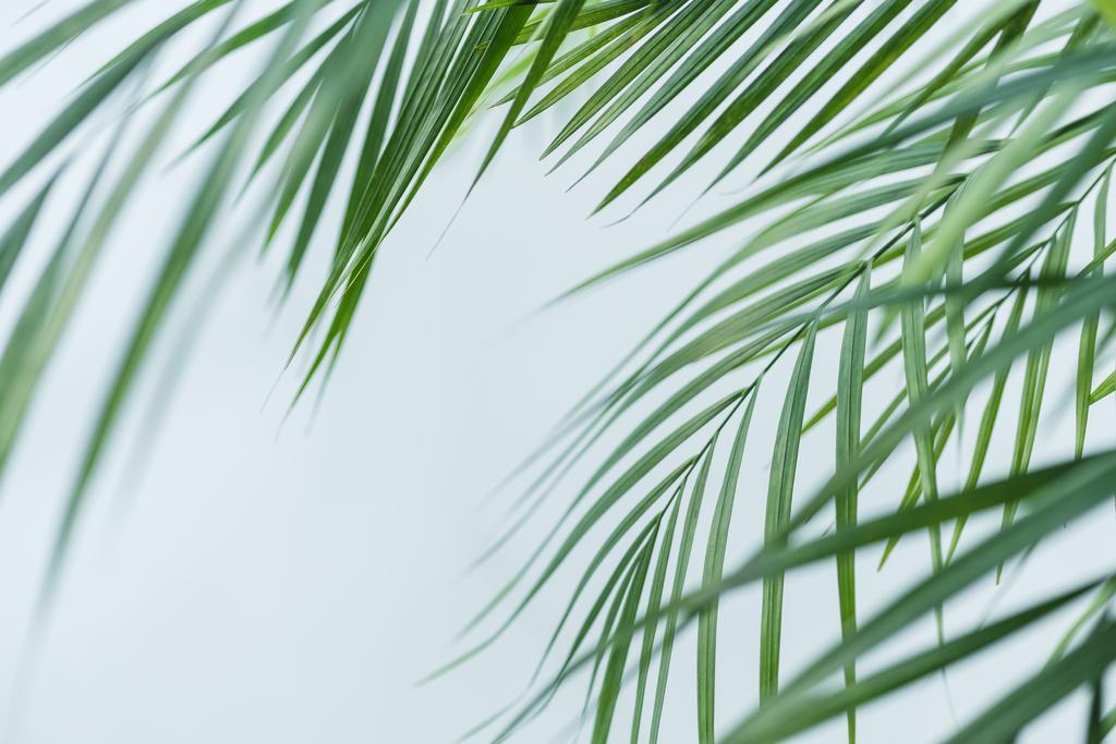 vista de cerca de hojas de palma aisladas sobre fondo gris
  - Foto, Imagen