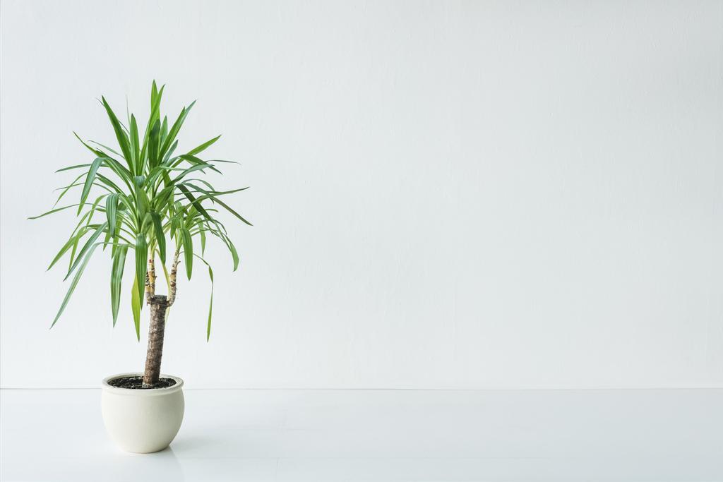 palmera con hojas verdes en maceta sobre fondo gris, concepto minimalista
 - Foto, Imagen