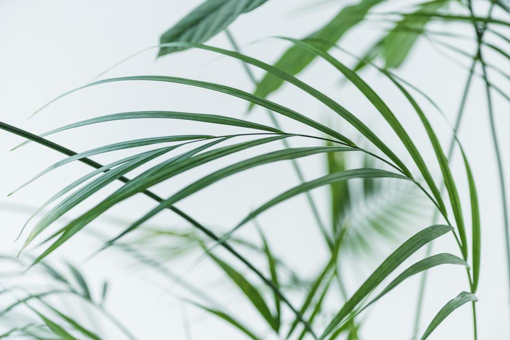 Nahaufnahme von grünen Palmblättern auf verschwommenem grauen Hintergrund  - Foto, Bild