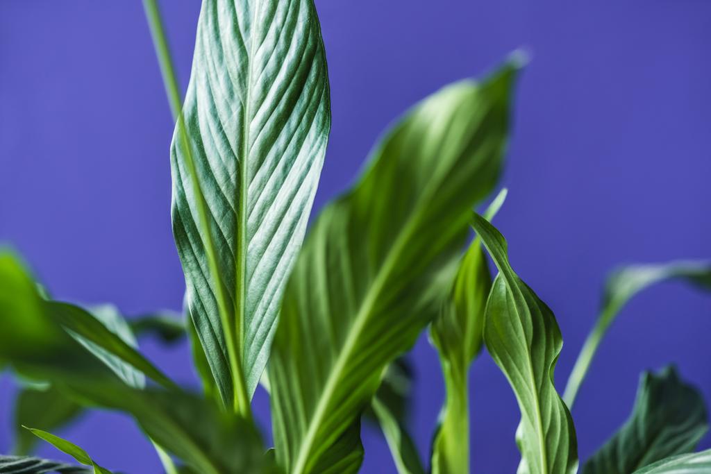 vista da vicino di foglie verdi isolate su sfondo viola
 - Foto, immagini