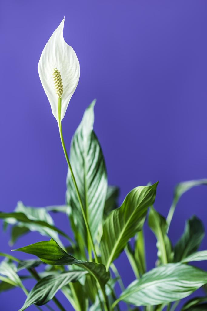 vista de cerca de spathiphyllum blanco con hojas verdes aisladas sobre fondo púrpura
 - Foto, imagen