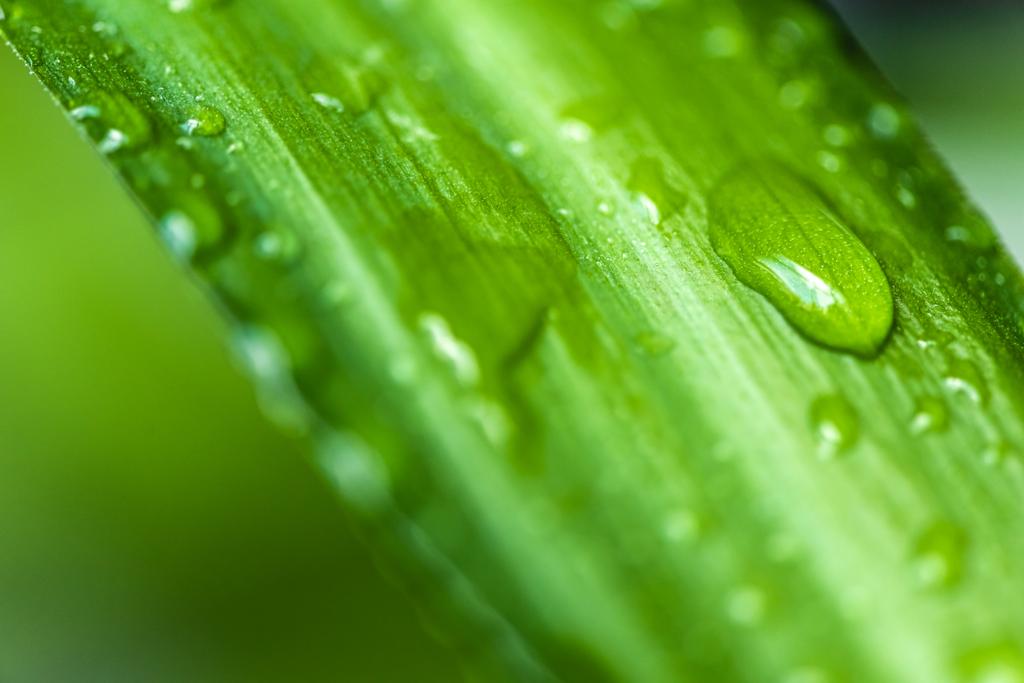 κλείνω πάνω θέα του καταπράσινου φύλλου με σταγόνες νερού σε θολή φόντο  - Φωτογραφία, εικόνα