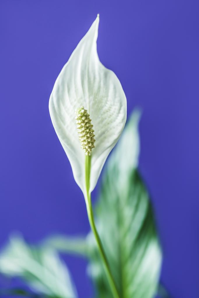 selectieve aandacht van spathiphyllum bloem op paarse achtergrond - Foto, afbeelding