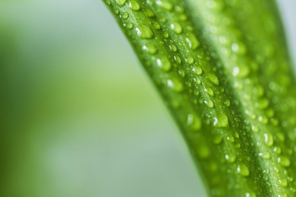 vista de cerca de la hoja verde con gotas de agua sobre fondo borroso
  - Foto, imagen