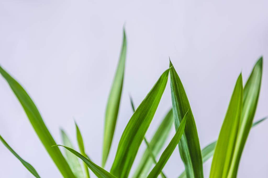 yeşil yaprakların üzerinde gri arka plan izole seçici odak - Fotoğraf, Görsel