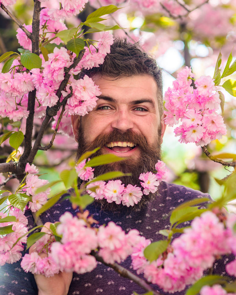 Férfi szakáll és bajusz, a boldog arc közelében rózsaszín virágok. Szakállas férfi friss fodrász bloom Sakura a háttérben. Egység jellegű fogalom. Csípő sakura virág a szakáll - Fotó, kép