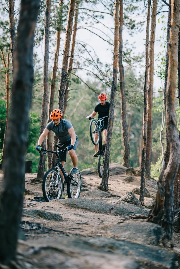 jóvenes ciclistas de trial activos cabalgando en un hermoso bosque de pinos
 - Foto, imagen