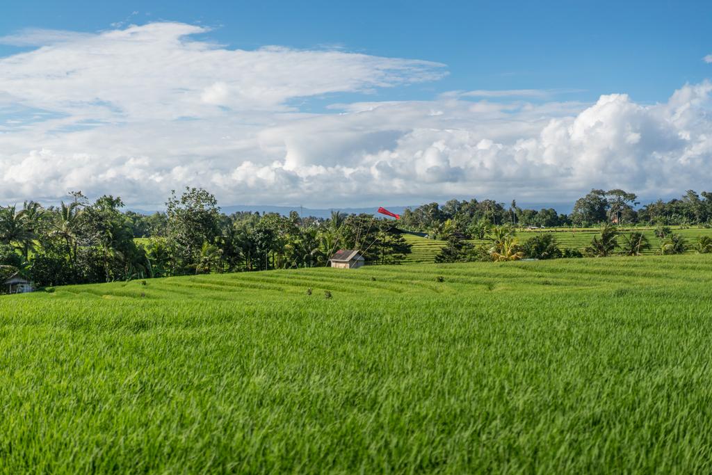 malowniczy widok pola z zieloną trawą i błękitne niebo chmury w ubud, bali, Indonezja - Zdjęcie, obraz
