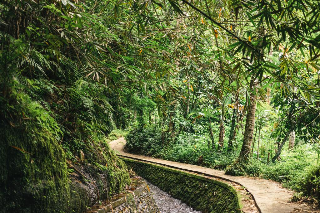 ウブド、バリ、インドネシアの緑の森林ストリームの風光明媚なビュー - 写真・画像