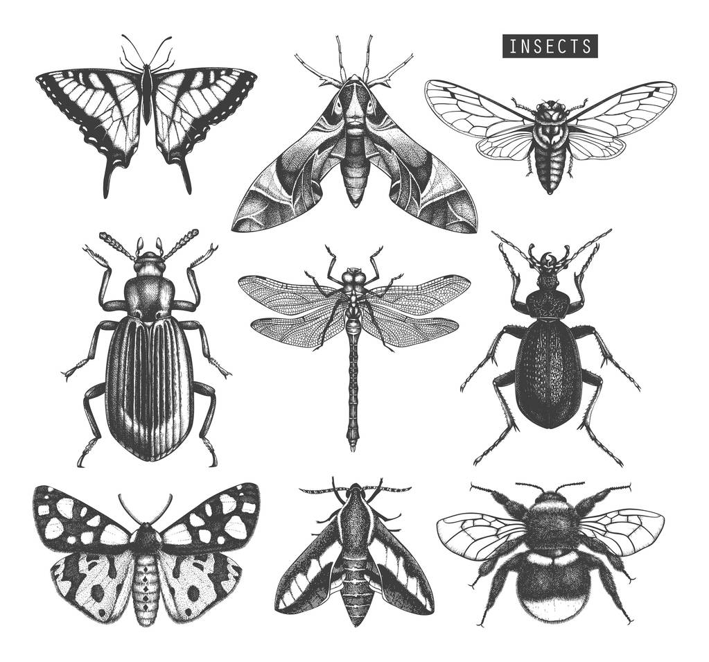 Hand drawn collection of different kinds of insects - Vector, Image