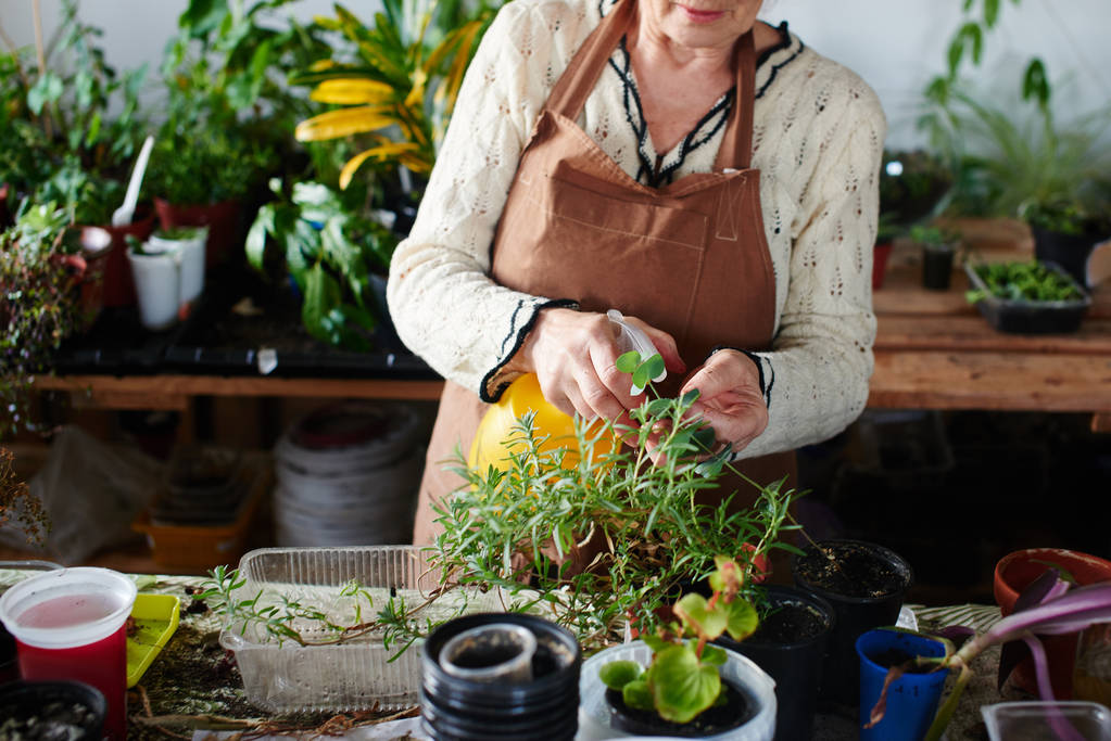 Frau kümmert sich um heimische Pflanzen und Blumen, weibliches Hobbykonzept  - Foto, Bild