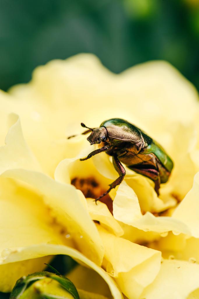one rose chafer beetle on petals of yellow flower in park - Photo, Image