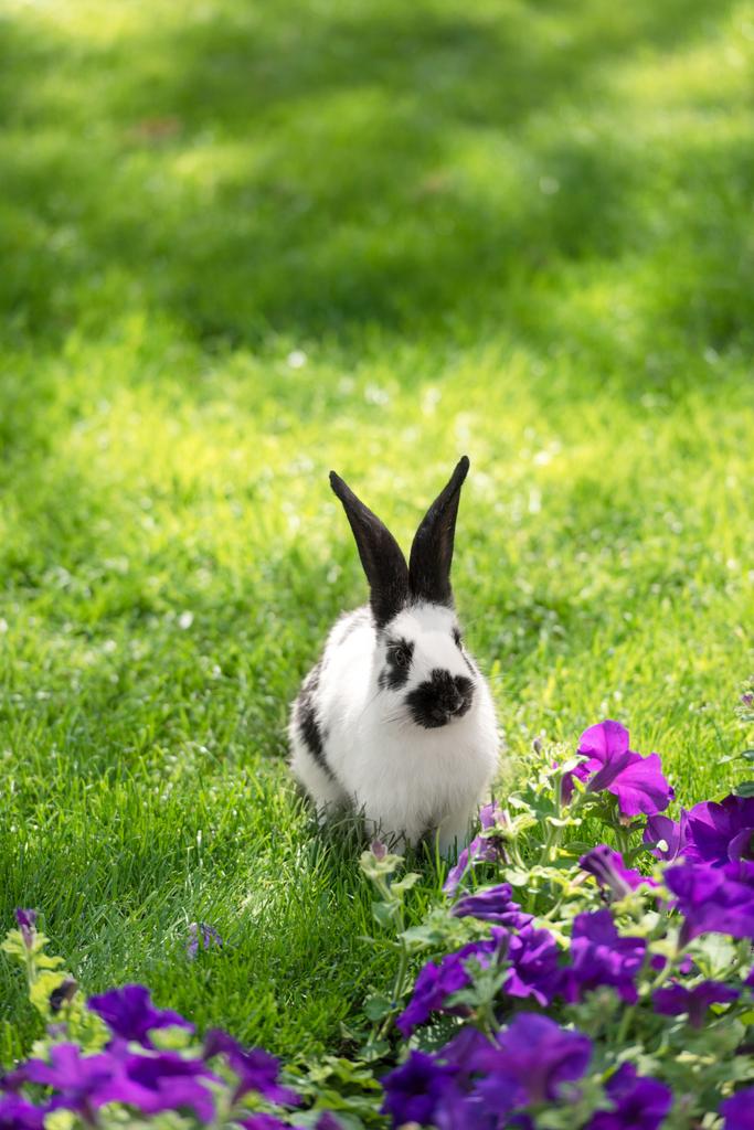 roztomilý zajíček černé a bílé na zelené trávě poblíž květy fialové tabáku - Fotografie, Obrázek