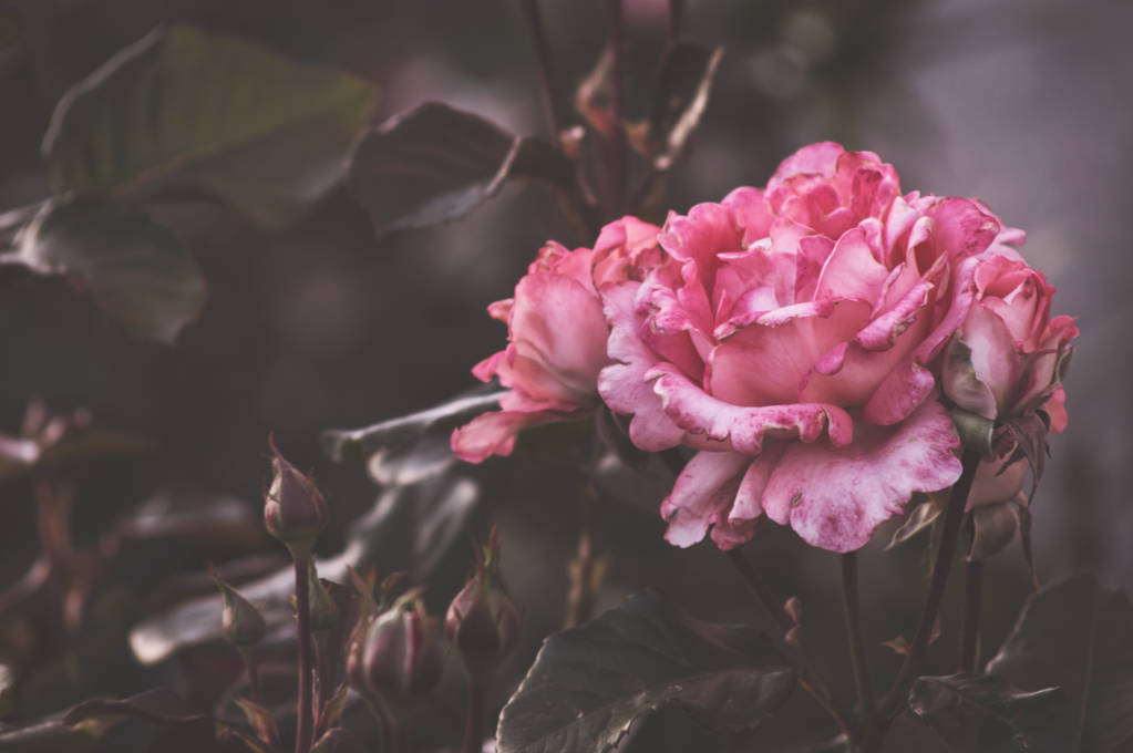 Beautiful bush flowers, pink red garden roses in the evening light on a dark background for the calendar. - Photo, Image