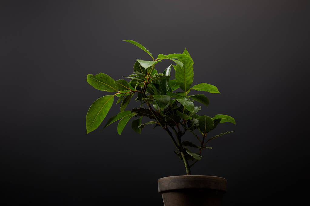 vista ravvicinata della pianta con foglie verdi in vaso da fiori su fondo nero
 - Foto, immagini