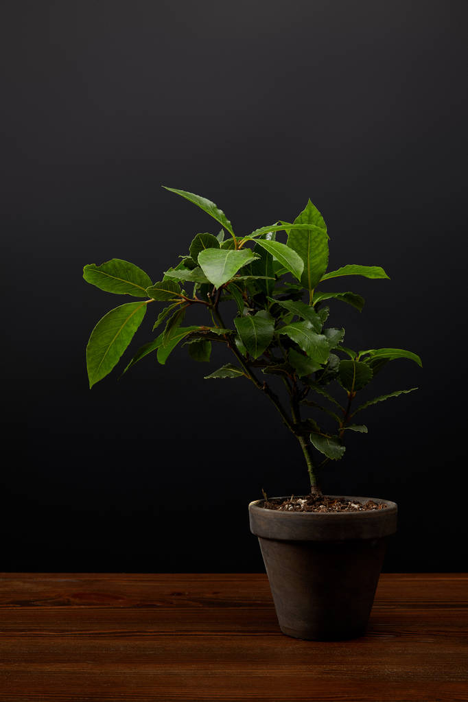 close up view of plant with green leaves in flowerpot on black wall background - Photo, Image