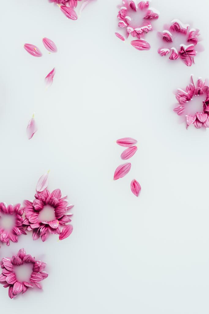 bovenaanzicht van mooi roze chrysant bloemen en bloemblaadjes in melk achtergrond - Foto, afbeelding